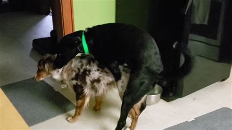 We did not find results for: My Dogs Are Gay (Documentary) - YouTube