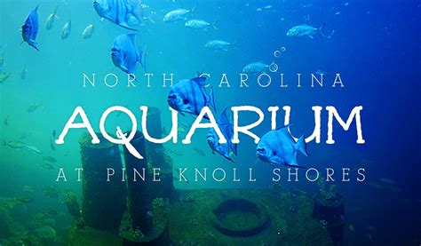 Open 7 days a week Aquarium at Pine Knoll Shores | Pine knoll shores ...