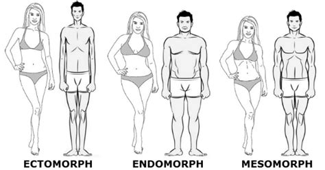 Génétique musculation - Quel est votre morphotype ? | MYPROTEIN ...