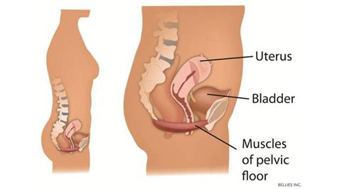 The location of the pain isn't as reliable an your water breaking is actually one of the final signs of labor most women experience — and it happens in only around 15 percent of births or fewer. The pelvic floor: Where is it, when to worry and how to ...