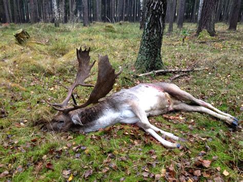 Hjort färs dovhjort rå är ett näringstätt livsmedel, 100 g ger ca 18% av det rekommenderade dagliga intaget (rdi) av essentiella näringsämnen. Team HINDEN