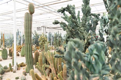 A beautiful depiction of life beginning and springtime. Cactus Oase in Ruurlo Holland - JOELIX