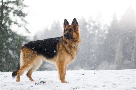 Many believe it is more intelligent than other breeds because of the description. Show Me Your GSD Snow Pictures - Page 8 - German Shepherd ...