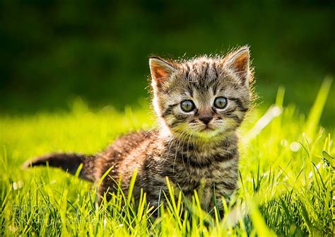 Zwei süße jungs und ein süßes mädchen. Babykatzen Findelinge 2014-15 by bernhardklestil #animals ...