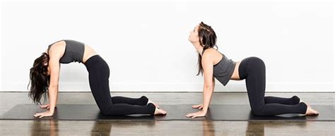 In the cat cow pose, the repeated movement of the lower back along with the abdomen, brings a gentle massage to the internal muscles and organs giving room for the activation of adrenal. Marjariasana (Cat Stretch Pose) steps, precautions and ...