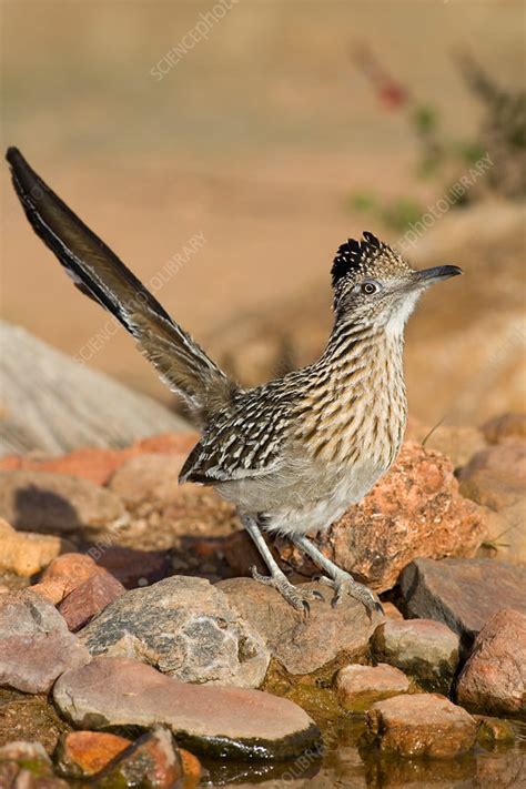 There are 2 types roadrunner birds: Greater Roadrunner - Stock Image - C003/9451 - Science ...