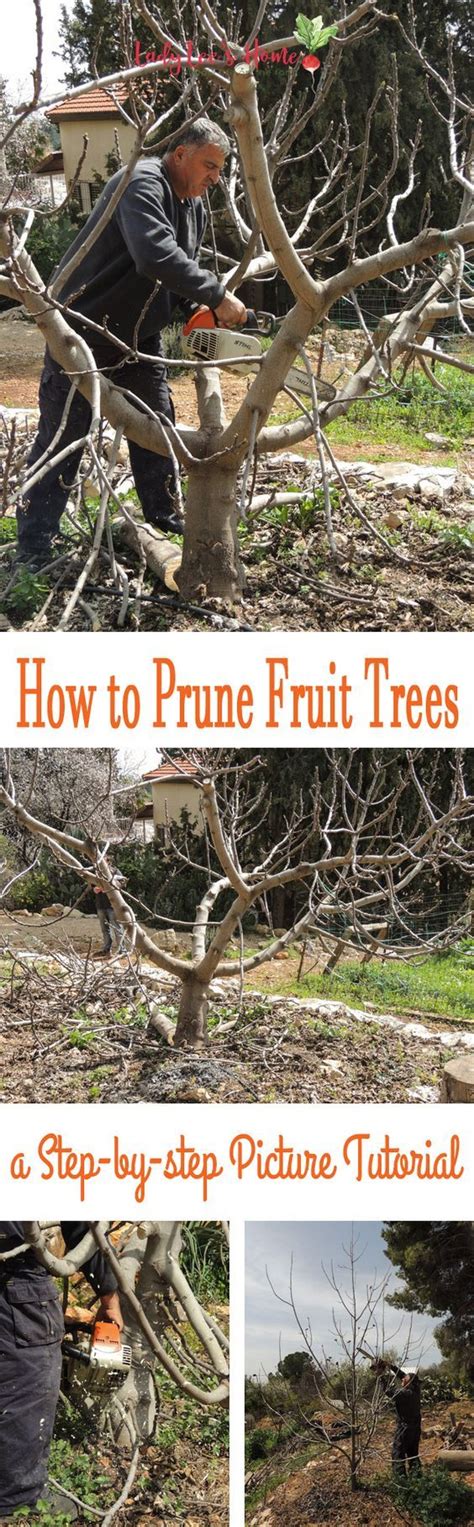 Besides the tools i use, the other basic tip on how to prune fruit trees, is to open them up to air and light and work from the inside out. How to prune fruit trees right. Join me for a tutorial on ...