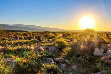 Amazing wildflower super bloom in anza borrego dessert, california. Anza-Borrego Desert Wildflowers Super Bloom 2019 - State ...