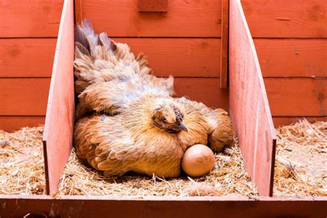 Polli e galli in roaming tra legna da ardere. Gallina Rossa Che Incuba Uova Nella Gabbia Fotografia ...