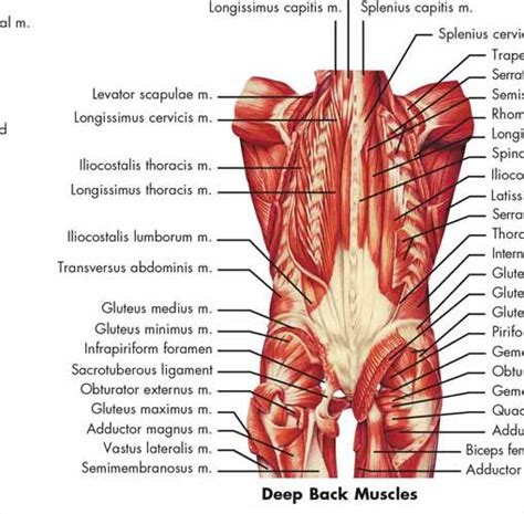 The muscular system is an organ system consisting of skeletal, smooth and cardiac muscles. Back Muscles Diagram / Back Attack 6 Must Do Back ...