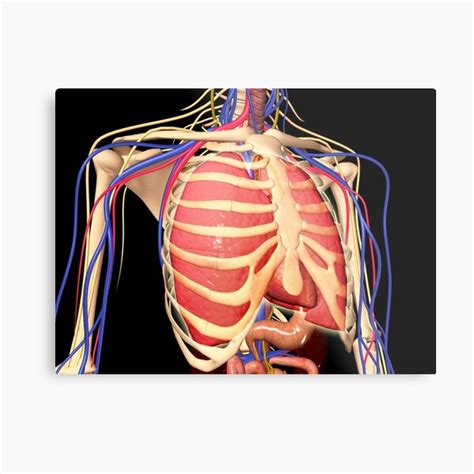 Thus, the blood eagle was manifested in all its gory glory. Lungs Behind Ribs - 6 The Heart / Respiratory muscle ...