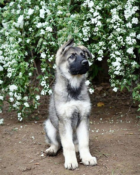Maybe you would like to learn more about one of these? Silver sable german shepherd puppy from Bellevue German ...
