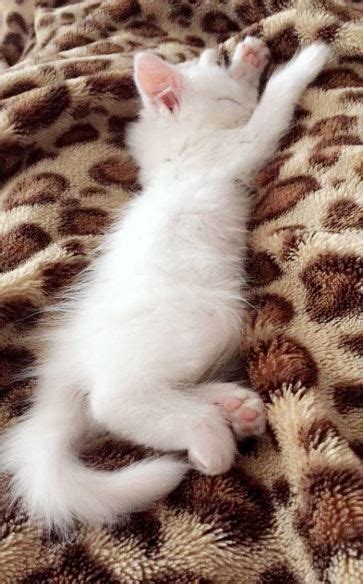 We did not find results for: √ 10 Gambar Kucing Anggora Lucu Terbaru
