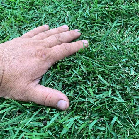 Since you installed my zeon zoysia lawn, i have had at least 100 people ask how i get the lawn to look so great. patrick in flower mound, texas. Zoysia Grass Install DFW Better Lawns