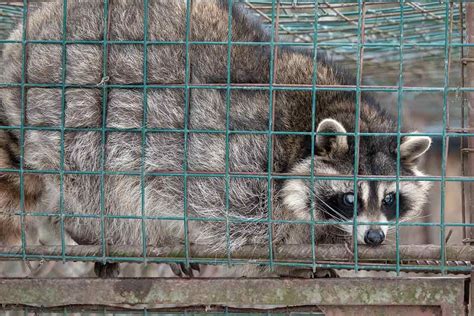 Alco animal & pest control will humanely remove animals such as raccoons, possums, squirrels and other pests that may be a problem. Pin on New Jersey Pest Control