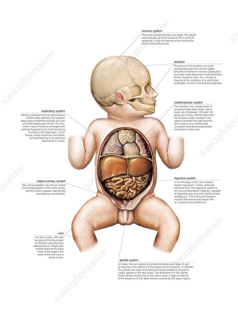 Characteristic of the vertebrate form, the human body has an internal skeleton with a backbone, and thus, the heart is an organ composed of all four tissues, whose function is to pump blood throughout the body. Newborn internal organs, illustration - Stock Image - C029 ...