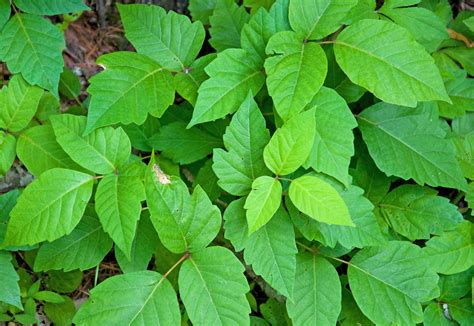 A poison ivy rash looks like red streaks across the affected area, accompanied by itchy blisters. Can You Show Me A Picture Of Poison Ivy - profile picture