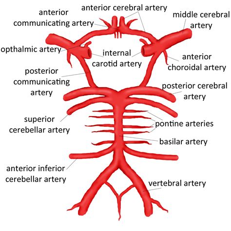 Posterior brain, blood supply to the entire brain is ensured by anastomoses between the vessels from these two sources. Medicine Neural Function > Falls > Flashcards > Neuroanatomy | StudyBlue