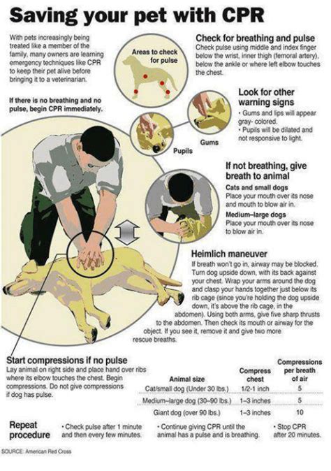 Most uk butchers think that a baby back is small cut of ribs. Saving Your Pet With CPR Check for Breathing and Pulse Check Pulse Using Middle and Index Finger ...