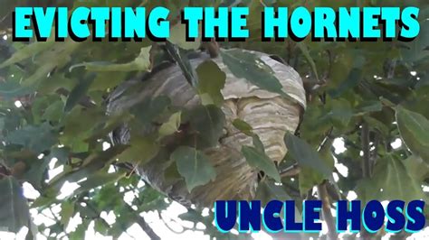 Getting rid of an old sofa is not all that difficult. Getting Rid of a Hornets Nest with Soapy Water - YouTube