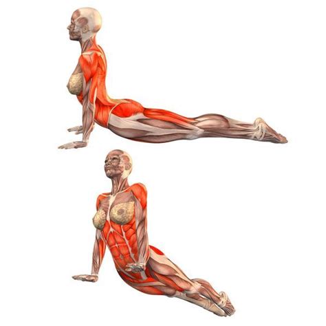 It strengthens and stretches almost every muscle in the body and builds bone density, as it is considered a plus, doing poses like downward dog may help ease stress, anxiety and depression, she says. upward-facing-dog | Yoga anatomie, Ashtanga yoga, Hatha yoga