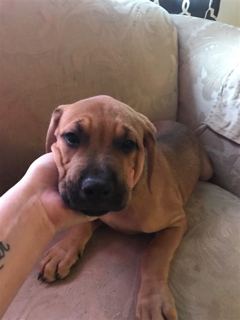 All vaccinations and dewormings will. American Pit Bull Terrier Puppies For Sale | Clifton, NJ #239344