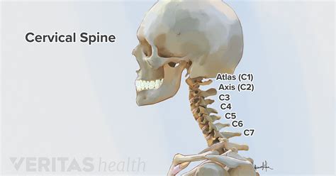 Satuan makhluk hidup tunggal disebut. All About the C2-C5 Spinal Motion Segments