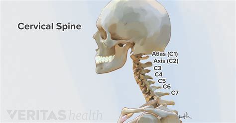 In radiology, the 'head and neck' refers to all the anatomical structures in this region excluding the. C1 Vertebra Anatomy - Anatomy Drawing Diagram