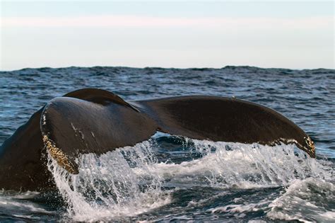 Whale Tail