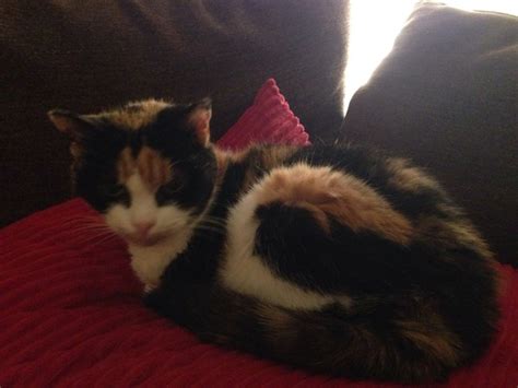 Ulcerated, red lesion on the gums, tongue or underneath the tongue. Cat has mouth cancer. Am sad. | Mumsnet