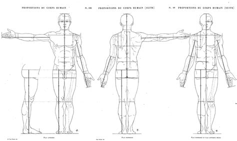 A regional study of human structure. The best Average male Proportions chart by Paul Richer ...