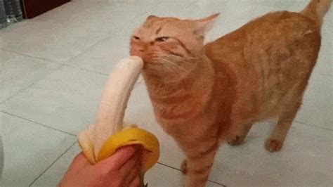 Experts also do agree, though, it is fine for a cat eating a banana occasionally as a treat. Cat enjoys eating banana / Boing Boing