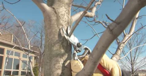 If you are growing a tree for its fruit, make pruning a high priority. Prune Trees Guide Shows How And When To Trim For Healthy ...