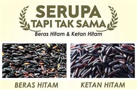 We did not find results for: BERAS HITAM VS KETAN HITAM, SIMAK PERBEDAANNYA