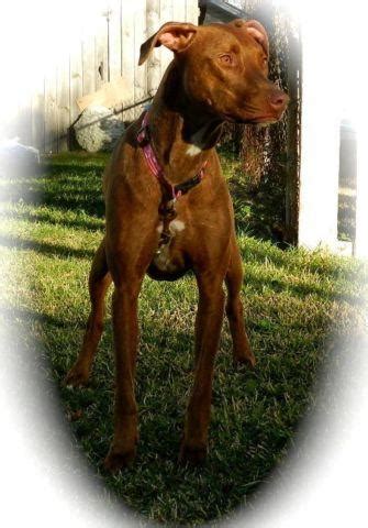 Maybe you would like to learn more about one of these? Doberman/Pitbull mix for Sale in Norfolk, Virginia ...