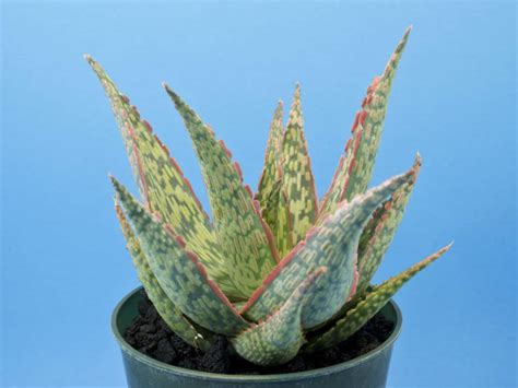 Learn more about aloe uses, benefits, side effects, interactions, safety concerns, and aloe produces two substances, gel and latex, which are used for medicines. Aloe 'Peppermint' | World of Succulents