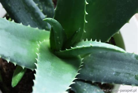 If an aloe vera is stinking and oozing, it often means it is rotting. Aloe vera Aloes leczniczy| Zielony-Parapet