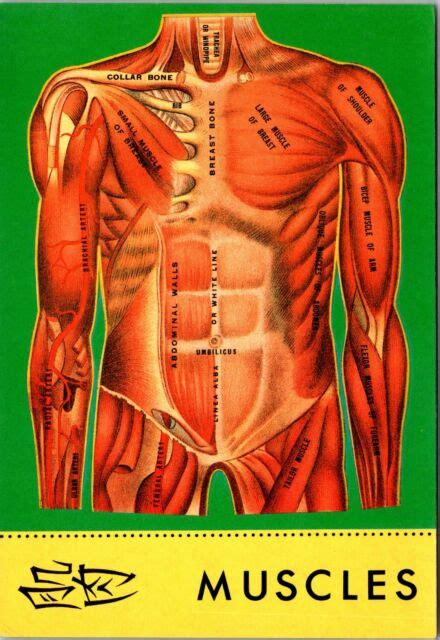 Muscle that lifts the upper eyelid. Human Muscles exposed Upper Torso Postcard unused 1983 | eBay