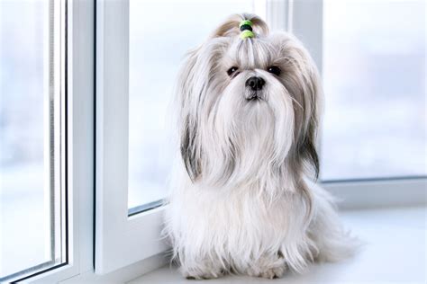 What Dog Breeds are Best for Loneliness?