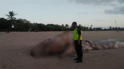 Paus sperma mati terdampar di bali, tubuhnya terpotong. Paus Sperma Kembali Ditemukan Mati Terdampar di Bali ...