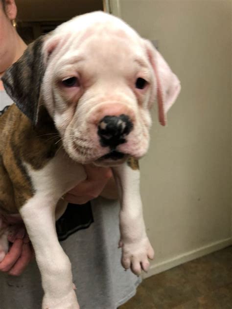 Fox'sfarm of alapaha blue blood bulldogs susie fox shelocta, pennyslvania 15774 phone: Alapaha Puppy's Ready Now | Alapaha Blue Blood Bulldog for ...