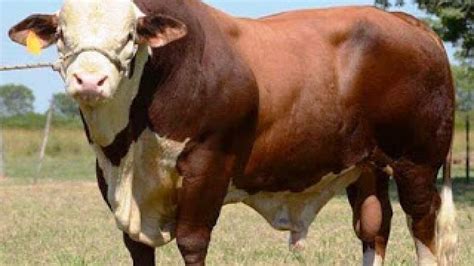 Cara mudah memelihara sapi limosin amp sapi simental. Harga Bakalan Sapi Limosin Terbaru - Tenak Sapi Blog
