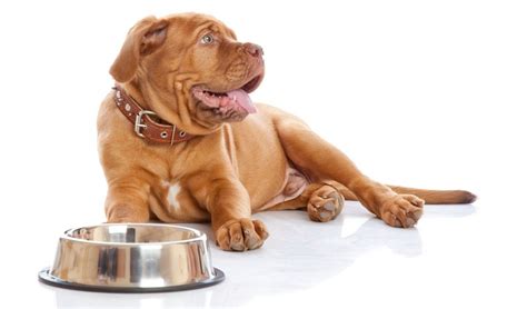 Click on us and find out our view of dog food. Top 10 Best Dog Foods for Mastiffs | Dog food recipes ...