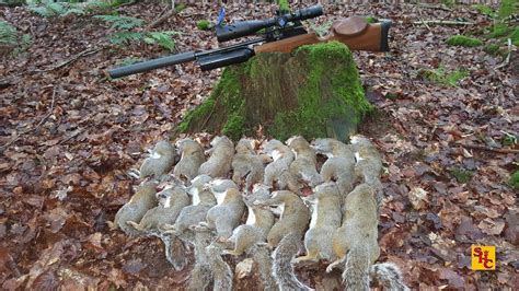 Quietest air gun for neighborhood use. Pest Control with Air Rifles - Squirrel Shooting - The Log ...