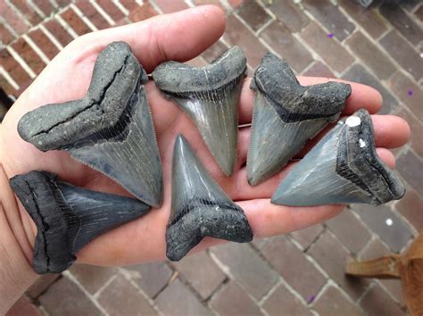 Maybe you would like to learn more about one of these? Surface Hunting Shark Teeth Around Charleston, Sc - Member ...