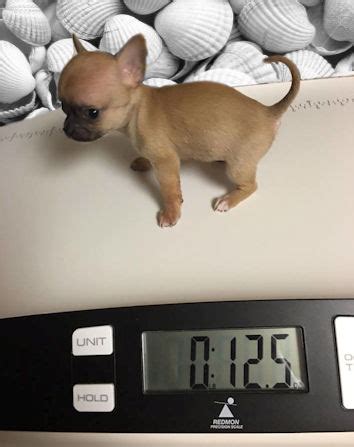 However, the larger the dog breed. Haas Chihuahuas AKC Chihuahuas - Weight Chart