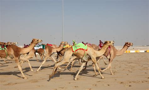 Camels cannot race with heavily weighted people on top of them, and so these mechanical jockeys were created. Good news on healthcare tithe? | Enterprise