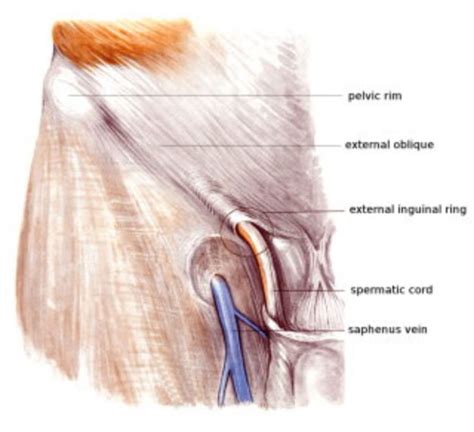 It varies in thickness in different parts of the limb; Anatomy of groin and adductors
