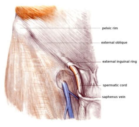 Human anatomy » musculoskeletal system » the muscles of the arm and hand. Anatomy of groin and adductors