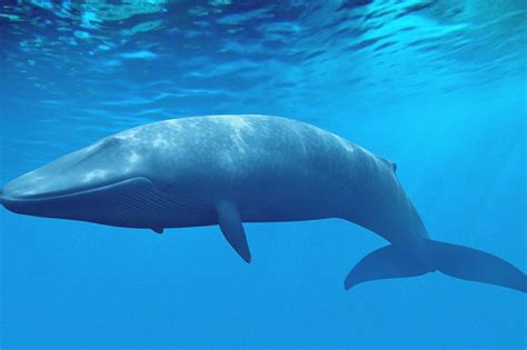 Le balene blu catturano il krill attraverso l'alimentazione in affondo, una strategia di alimentazione del filtro di massa che prevede. Cos'è la Balena Blu e perché se ne parla - Giornale di brescia